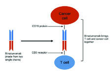 Illustration showing how blinatumomab brings a T cell and cancer cell together.
