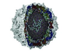 A 3D computer generated cutaway diagram of a poliovirus. The outer shell is bumpy and light grey. The inner layer below this has intricate, multicolored strands and patterns colored red, blue, green and yellow. The innermost core is made of grey and purple strands that are intricate and overlapping. A tangled light blue strand is visible in the very center.