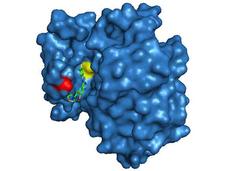 A mutated epidermal growth factor receptor, pictured as a blue blobby structure, has a small section of red and a small section of yellow, bound by a chain-like structure (Gefitinib).