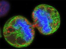 Microscope image showing two dividing melanoma cancer cells in vibrant colors - blue centers surrounded by green and red patterns - being targeted by T-VEC oncolytic virus therapy.