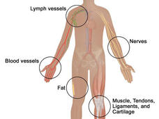 An illustration of the human body titled “Soft Tissue Sarcoma.” The body is in silhouette and has labels for various parts of the human body which are illustrated to mimic the look of each part. The labels read “Nerves”, “Muscle, Tendons, Ligaments and Cartilage”, “Fat”, “Blood Vessels”, and “Lymph Vessels.”