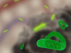 Image of DNA minicircles