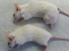 Two white mice laying on a table.