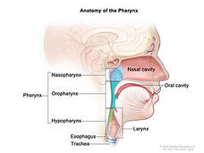 An illustrated cross section of the head and neck, with labels focusing on the pharynx, nasal and oral cavities. The pharynx section further labels the nasopharynx, oropharynx, and hypopharnyx. The larynx, esophagus and trachea are also labeled.