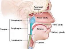 An illustrated cross section of the head and neck, labeled “Head and Neck Cancer Regions.” The illustration labels the paranasal sinuses, nasal cavity, oral cavity, tongue, salivary glands, larynx, and pharynx. The pharynx section further labels the nasopharynx, oropharynx, and hypopharnyx.