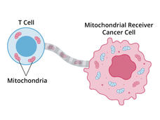 Illustration with T cells transferring mitochondria to cancer cells. The T cells, depicted in blue, contain mitochondria, shown as small pink shapes. A connection is shown between a T cell and a cancer cell, facilitating the transfer of mitochondria. Two cancer cells are depicted in pink, labeled as "Mitochondrial Receiver Cancer Cell" and "Cancer Cell."