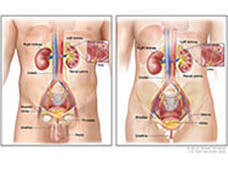 Anatomical diagrams comparing male urinary system (left) and female urinary system (right), showing kidneys, renal pelvis, ureters, bladder, urethra, and renal tubules. The left diagram also includes the prostate, while the right includes the uterus.