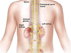 Illustrated diagram of spine, kidneys, and adrenal glands