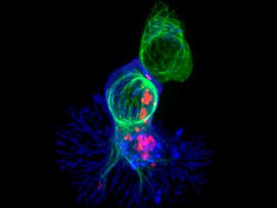 A killer T cell (blue) engaging a target cell, with cell-killing molecules (red) traveling along the target cell's cytoskeleton (green).