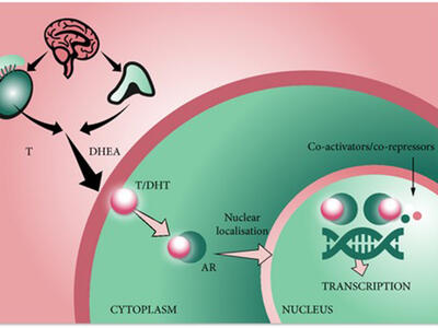 A diagram showing an androgen receptor in the cell. Outside the cell, a brain and two organ diagrams, linked by arrows, point to the outside of the cell, with “T” and “DHEA” labeled. Inside the cytoplasm, a small circle labeled T/DHT points to the AR circle, which has an arrow pointing from it to the nucleus labeled “Nuclear localization.” Inside the nucleus are circles, labeled Co-activators/co-repressors above a DNA strand with an arrow coming from the strand that says Transcription.