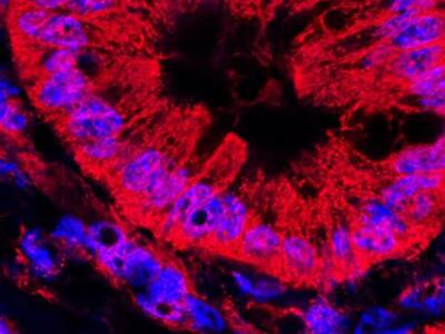 An irregular donut-shape (mitochondria) is mostly red with some blue highlights on a black background.