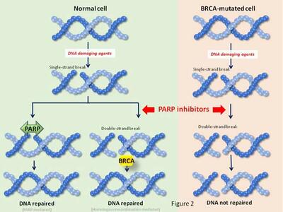 Diagram showing how PARP inhibitors block DNA repair in BRCA-mutated cells, leading to cell death.