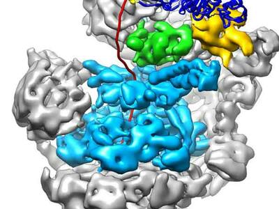 Bortezomib blocks the action of the proteasome.