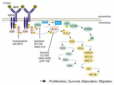 A complex diagram showing how acalabrutinib (ACP-196) targets BTK. The diagram shows a difference between extracellular vs intracellular activity. 