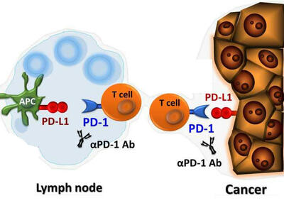 Diagram showing how PD-1 inhibitors block the interaction between PD-1 on T cells and PD-L1 on cancer or antigen-presenting cells to improve immune response.