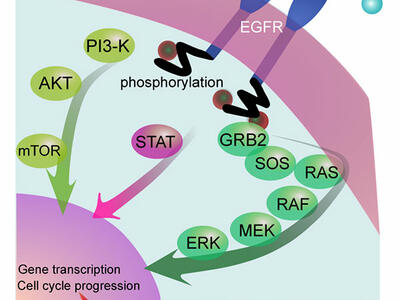Two shapes labeled “EGF, TGF-alpha, etc” next to two crab-claw shapes clutching spheres. A line leads from each shape under a layer titled EGFR. Under the EGFR layer, the end of the lines say phosphorylation. There are three pathways: one with three labeled circles, another with one circled labeled STAT, and another with six labeled circles. The pathways all have arrows pointing to a circle labeled gene transcription and cell cycle progression. 