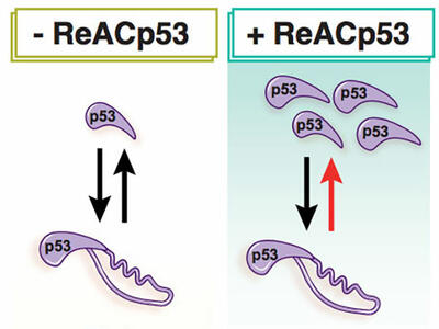 A two-panel illustration. The left has the header “- ReACp53” and the right “+ ReACp53”. On the left side, it shows one comma shape, labeled p53, become larger and then more copies appear. On the right side, multiple comma shapes also become a larger shape, and then only two shapes are below that. It shows the + ReACp53 side stopping aggregation.