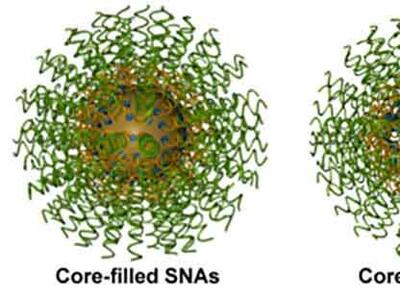 Two types of gold nanoparticles spiked with spherical nucleic acids. The left is labeled core-filled SNAs, the right core-less SNAs. They look the same except the core-filled SNA has a golden-brown center whereas the core-less has a white center with a golden-brown outside.