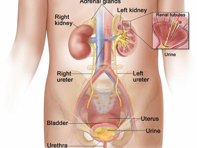 An illustration of the female urinary system with a focus on the torso. Labeled body parts include the spine, adrenal glands, left and right kidneys, left and right ureters, uterus, bladder, urine and urethra. A box on the left kidney insets to a larger diagram showing fluid in the renal tubules becoming urine.