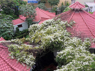 An aerial view of buildings with red-tiled roofs partially covered in dense, flowering vines and surrounded by lush greenery. 