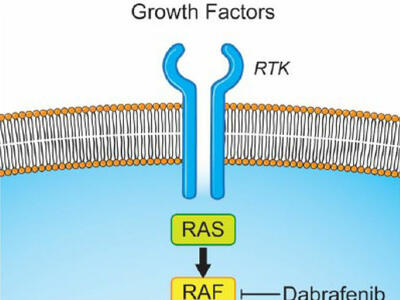 MAPK pathway diagram showing RTK to ERK signaling.