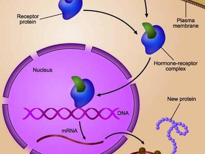 Illustration showing how Fulvestrant blocks and degrades estrogen receptors in breast cancer cells to slow tumor growth.