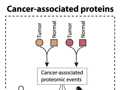 A schematic of the potential different uses for cancer-related proteins discovered through proteogenomic studies.