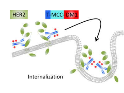Diagram illustrating how T-DM1 antibody-drug conjugate works by binding to HER2 receptors on cancer cells, followed by internalization and release of the emtansine drug payload inside the cell.