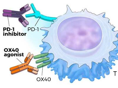 Illustration showing how PD-1 inhibitors and OX40 agonists boost T-cell activity to help destroy cancer cells.