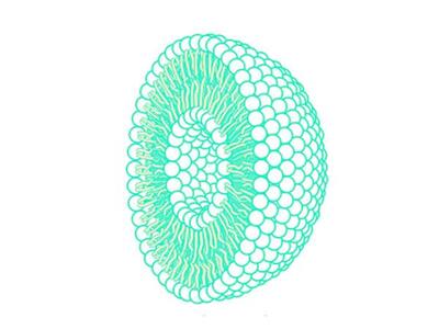 An illustrated cross-section of a liposome. The outside is composed of small spheres that are tightly packed; the inside has small strands coming from the outer spheres touching spheres seen at the core of the liposome. The core spheres also have small strands emitting from them.
