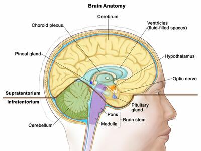 An illustrated cross-section labeled “Brain Anatomy.” An adult’s head from the side labels the pineal gland, choroid plexus, cerebrum, ventricles (fluid-filled spaces), hypothalamus, optic nerve, pituitary gland, brain stem (pons and medulla), spinal cord, and cerebellum. Bold text reads “Supratentorium” (next to the cerebrum) and “Infratentorium” (next to the cerebellum). 