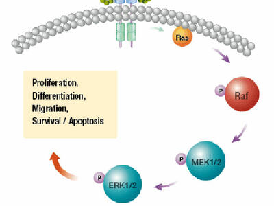A diagram of the effects of using cobimetinib in combination with vemurafenib. At the top, an arch of small spheres that are tightly aligned in two rows. Below that, arrows point to labeled circles. The circles read: Ras, Raf, MEK1/2, and ERK1/2. The last three circles have a smaller circle attached, labeled with a P. The ERK1/2 circle points to a box with the words Proliferation, Differentiation, Migration, Survival/Apoptosis. 
