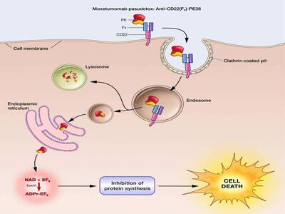 Diagram illustrating the mechanism of action for Moxetumomab pasudotox, a targeted therapy