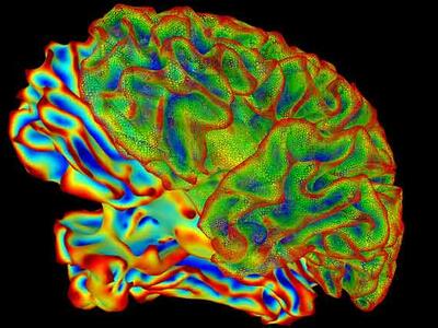 Visualization of a brain generated by using the SUMA software.