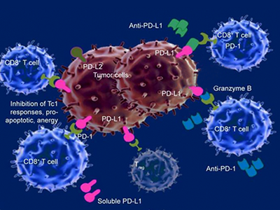 Interaction between tumor cells and CD8+ T cells in an immune response context. Tumor cells, in brown, display PD-L1 and PD-L2 markers, which interact with PD-1 receptors on the blue CD8+ T cells. This interaction can inhibit T cell responses, leading to tumor evasion. Green shapes represent anti-PD-L1 and anti-PD-1 antibodies, designed to block these interactions and enable T cells to attack tumor cells. Soluble PD-L1 and other molecules involved in immune modulation are also depicted.