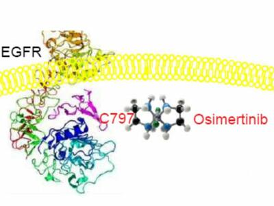 Una ilustración estructural que muestra la unión de osimertinib a la proteína EGFR.