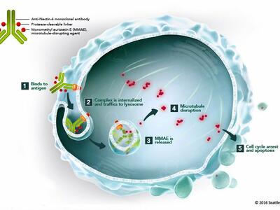 An illustration of enfortumab vedotin's mechanism of action in cancer cells.