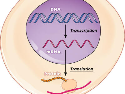 An illustration showing the transcription of DNA into mRNA and the translation of mRNA into the synthesis of proteins.