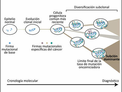 Se observa una ilustración del origen y la acumulación de mutaciones genómicas en tejido a lo largo del tiempo.