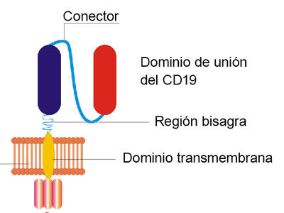 Diagrama de una célula T con CAR en el que se observan los componentes manipulados del receptor.