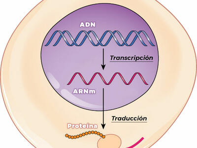 Ilustración que muestra la transcripción de ADN al ARNm y la traducción de ARNm a la síntesis de proteínas