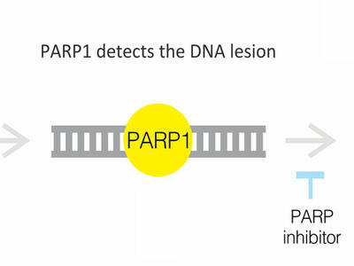Process involving DNA repair through PARP1. It starts with a DNA strand containing a lesion, highlighted in orange. PARP1, a yellow circle, detects this DNA damage. The next step shows PARP1 attached to the DNA, signifying its role in the repair process. Nearby, a label indicates the potential use of a PARP inhibitor, shown in blue, which interferes with this repair mechanism. 