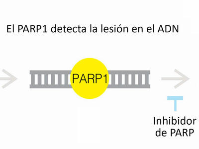 Imagen en la que se observa el funcionamiento de los inhibidores de PARP