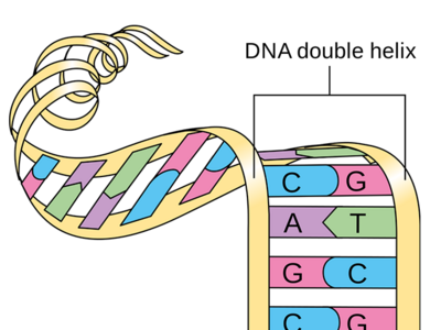 A cartoon DNA strand unwinds to show base pairs of A-T and G-C.
