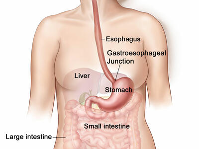 Illustration of the female digestive system. Labels indicate each organ and the image provides a detailed overview of the upper and lower digestive tract.