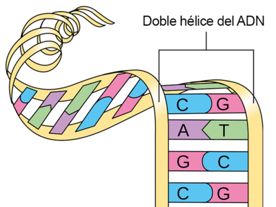 Ilustración de una cadena de ADN que se desenrolla en pares de bases de A-T y G-C.