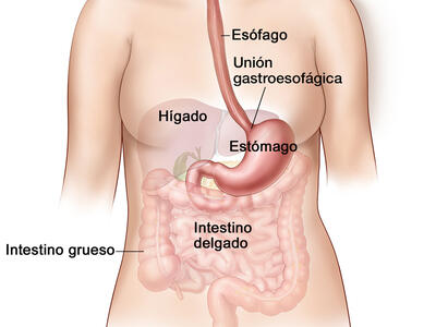 Ilustración anatómica del aparato digestivo.