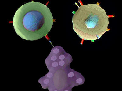 Two T-cells, one of which recognizes a target cell