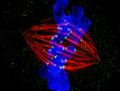 Fluorescent microscopy image showing a cell during mitosis. Blue-stained chromosomes are aligned and surrounded by red spindle fibers, which help in chromosome separation. Green spots highlight specific proteins or structures.