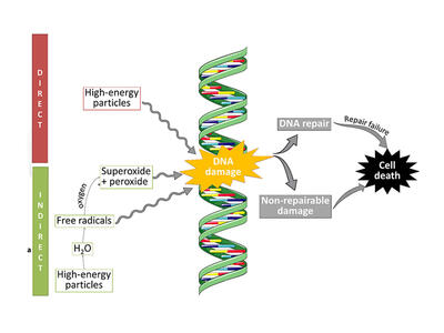 Illustration of radiation-induced direct and indirect DNA damage.